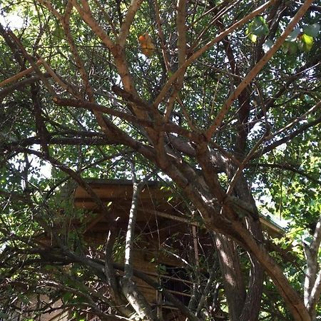 The Inn On The Tree Sigiriya Luaran gambar
