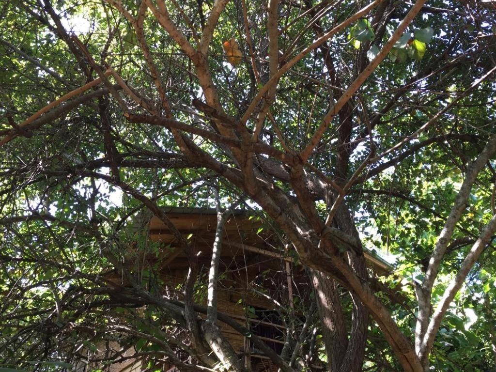 The Inn On The Tree Sigiriya Luaran gambar
